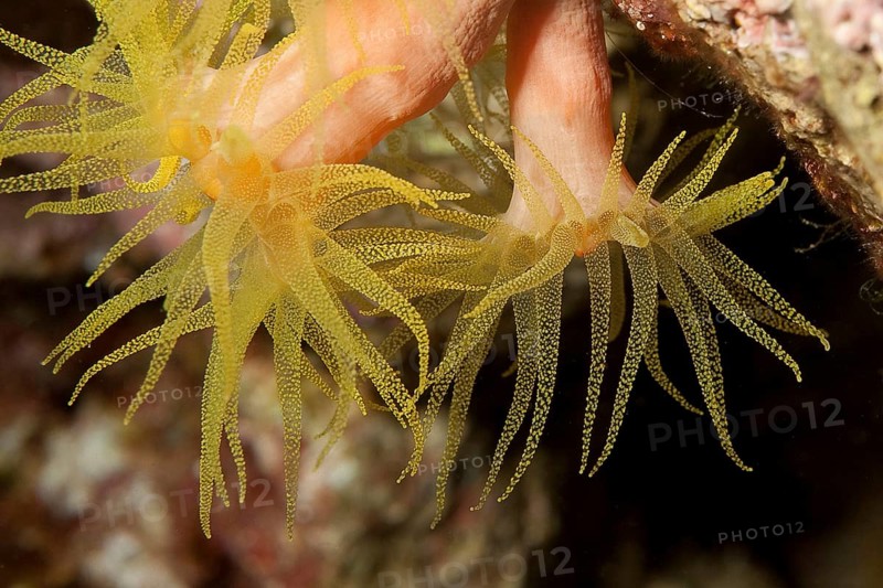 Close-up detail of polyps of yellow stony coral (Leptopsammia pruvoti), Mediterranean Sea