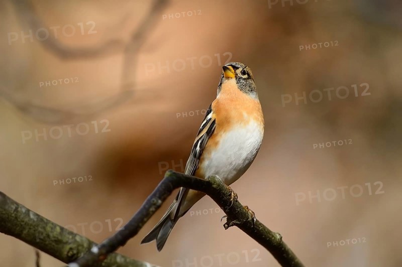 Close-up of a Brambling (Fringilla montifringilla) in autumn in the bavarian forest