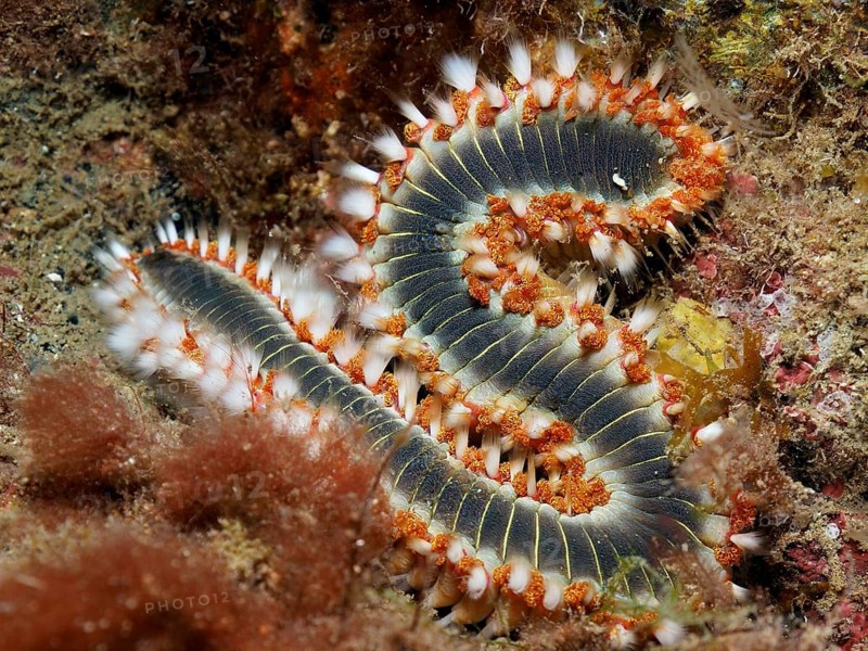 A fire bristle worm (Hermodice carunculata) in S-shape on the seabed. Colourful bristles and natural details are visible. Dive site Puerto de Mogan Reef, Gran Canaria, Spain, Atlantic Ocean, Europe