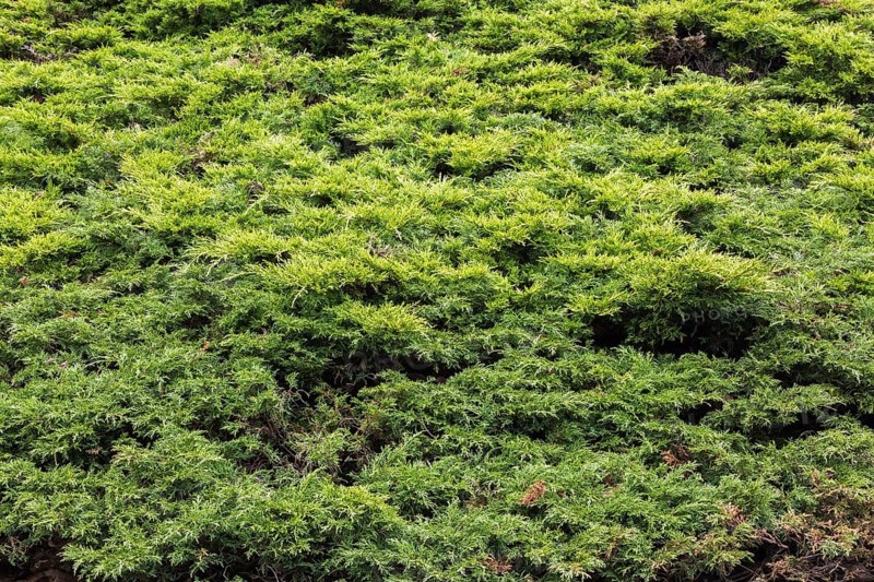 Juniperus horizontalis 'Glauca', Creeping Juniper shrub with slight progression of dieback disease in spring, Quebec, Canada, North America
