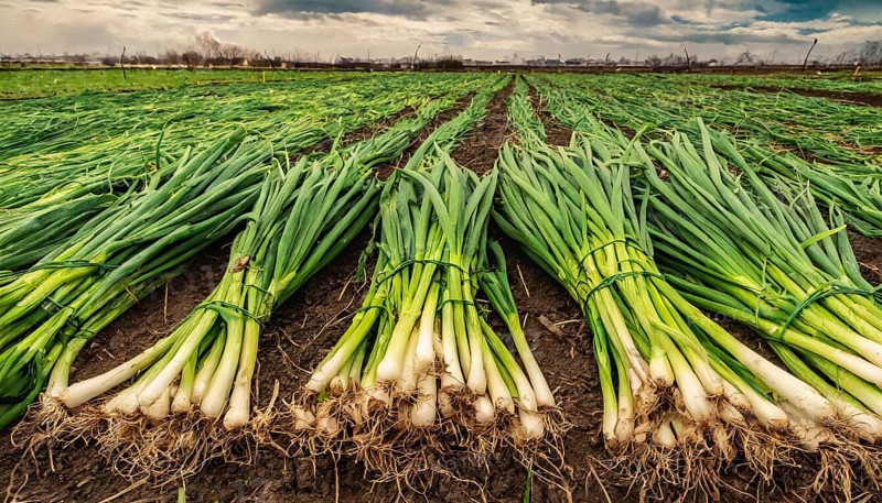 Vegetable, spring onion or spring onion, also winter onion, Allium fistulosum, harvest in a field in the Nuremberg region, Bavaria, Germany, Europe
