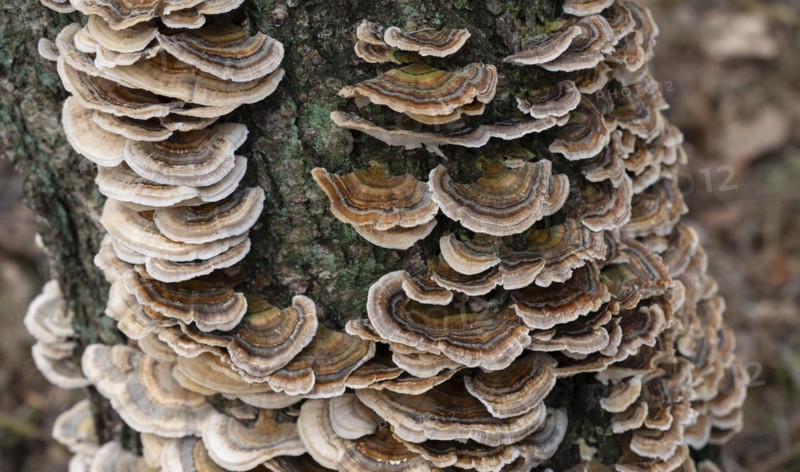Butterfly tramete (Trametes versicolor), many fruiting bodies on a dead birch (Betula), Lower Saxony, Germany, Europe