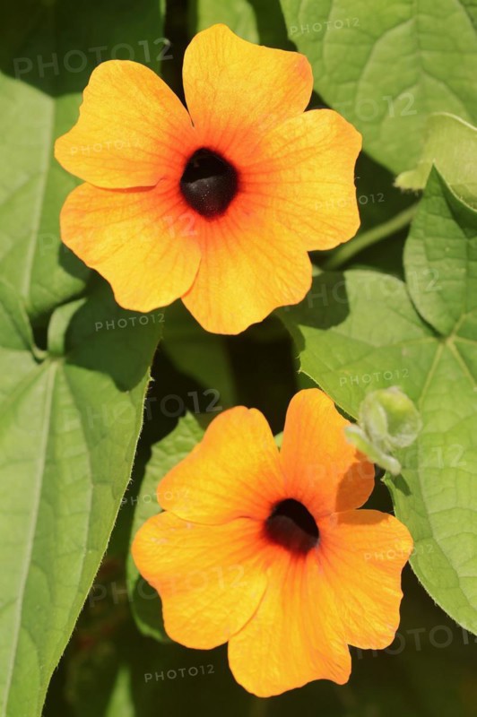 Black-eyed susan vine (Thunbergia alata), flowers, ornamental plant, North Rhine-Westphalia, Germany, Europe