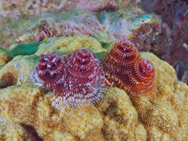 Colourful tubeworms, Christmas tree worm (Spirobranchus giganteus), embedded in the surface of corals. Dive site John Pennekamp Coral Reef State Park, Key Largo, Florida Keys, Florida, USA, North America