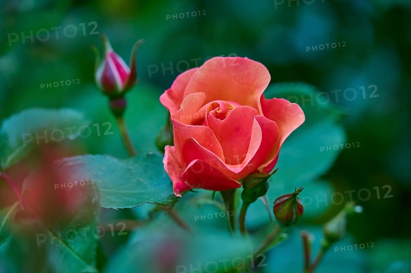 Red rose blossom with buds and green leaves in the background, Miltenberg, Bavaria, Germany, Europe