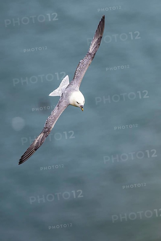 Northern Fulmar, Fulmarus glacialis, bird in fly, Bempton Cliffs, North Yorkshire, England, United Kingdom, Europe