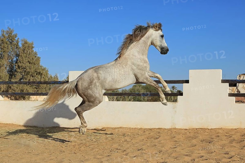 Berber horse, Djerba, Tunisia, Berber, Africa