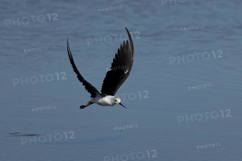 Black winged stilt (Himantopus himantopus) adult wading bird flying, England, United Kingdom, Europe