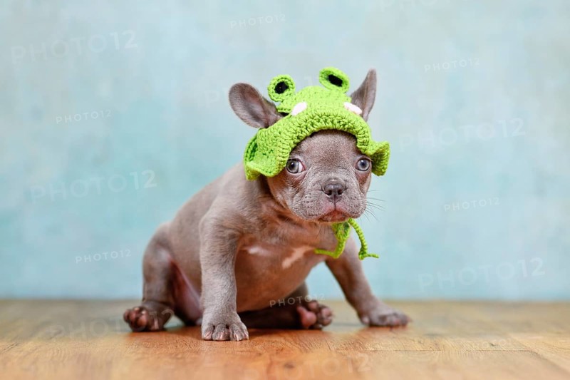 Funny young Lilac Brindle French Bulldog dog puppy with knitted frog hat sitting in front of blue studio background