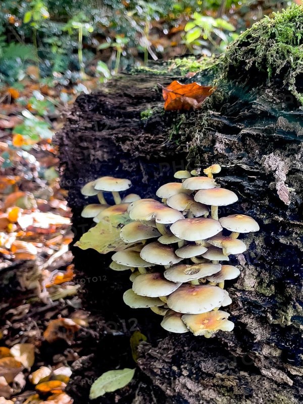 Colony of poisonous mushroom poisonous mushroom Sulphur tuft (Hypholoma fasciculare) Leafy mushroom from the genus Sulphur tuft with poisonous substance grows in forest on dead wood
