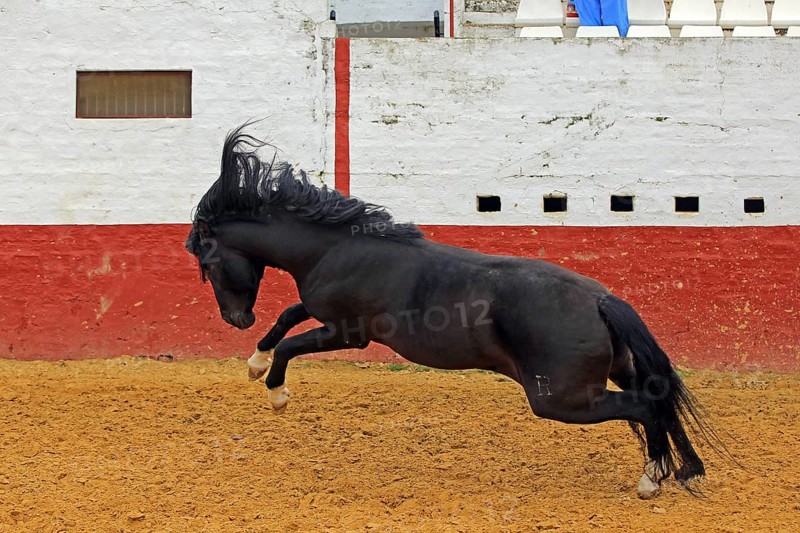 Andalusian horse, jumping, arena, black, black horse
