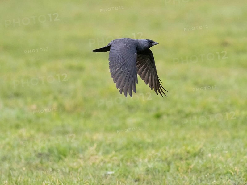 Jackdaw (Corvus monedula) adult bird in flight over meadow, island of Texel, Holland