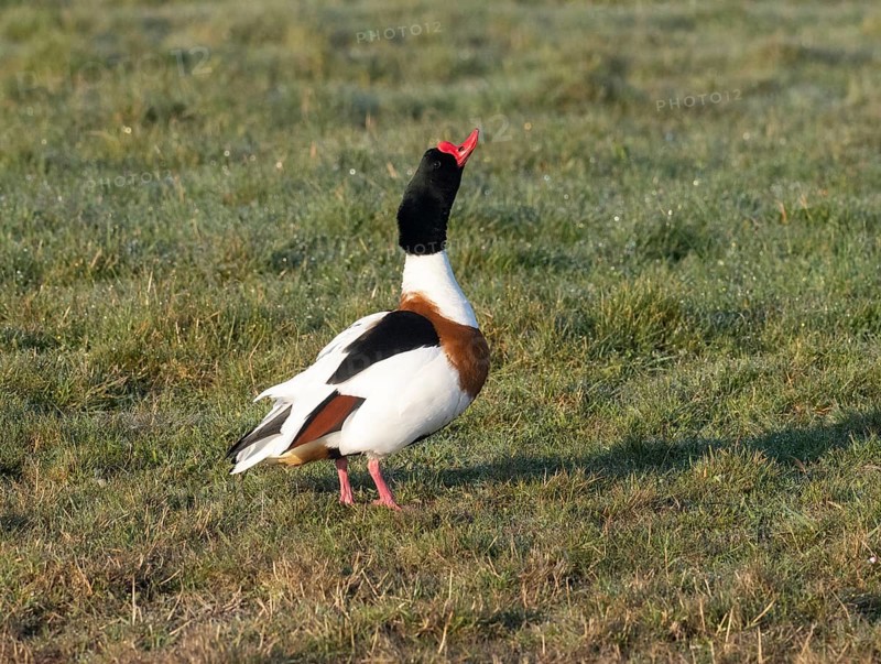 Common Shelduck (Tadorna tadorna), male adult bird standing on a field, thrusting its head and neck in the air, as part of its breeding display behavior, island of Texel, Holland