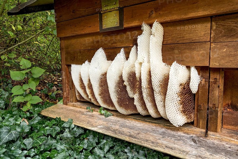 Honeycomb abandoned by colony, honeycomb, wild natural burrow on outside of hive, light-coloured beeswax, dark-coloured cells for brood, rearing and pollen storage, Western European honeybee (Apis mellifera), Nidda, Wetterau, Hesse, Germany, Europe