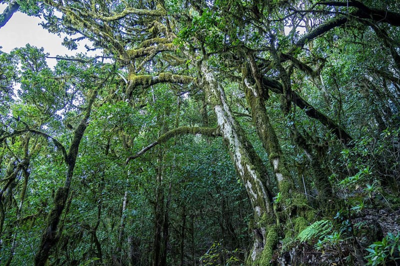 Forest in Garajonay National Park, UNESCO World Heritage Site on the island of La Gomera, Canary Islands, Spain, Europe