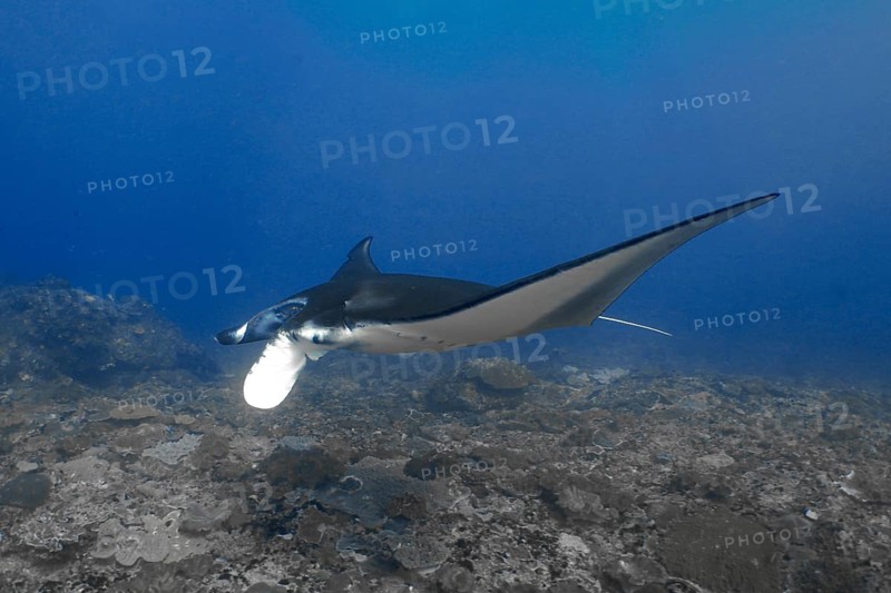 A single manta ray, reef manta (Mobula alfredi), swims majestically through the blue depths of the ocean, dive site Manta Point, Nusa Ceningan, Nusa Penida, Bali, Indonesia, Asia