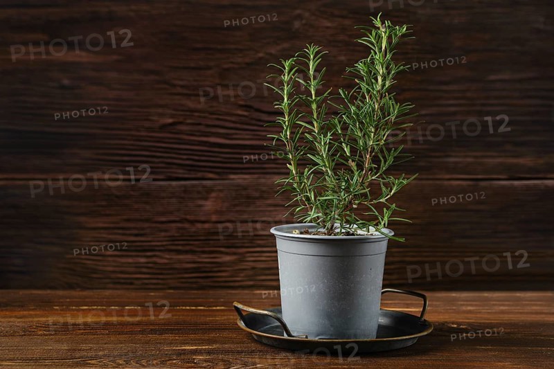 A rosemary plant grows in a gray pot, resting on a small black tray atop a warm wooden table. The rustic setting enhances the plant\'s vibrant green foliage, adding a touch of nature indoors.