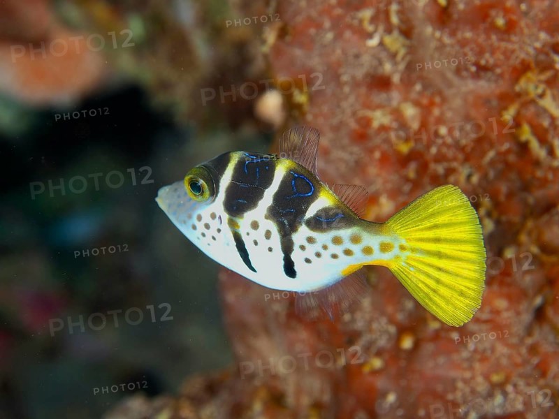 A small colourful fish with yellow and black markings, mimicry filefish (Paraluteres prionurus), swimming in the water, dive site Twin Reef, Penyapangan, Bali, Indonesia, Asia