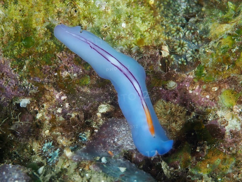 Elongated blue flatworm, racing stripe whirlpool worm (Pseudoceros bifurcus), on green coral reef, dive site Spice Reef, Penyapangan, Bali, Indonesia, Asia