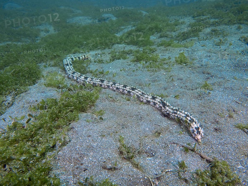 Elongated, snake-like marine animal, Feather mouth sea cucumber (Synapta maculata), on sandy bottom, dive site Secret Bay, Gilimanuk, Bali, Indonesia, Asia