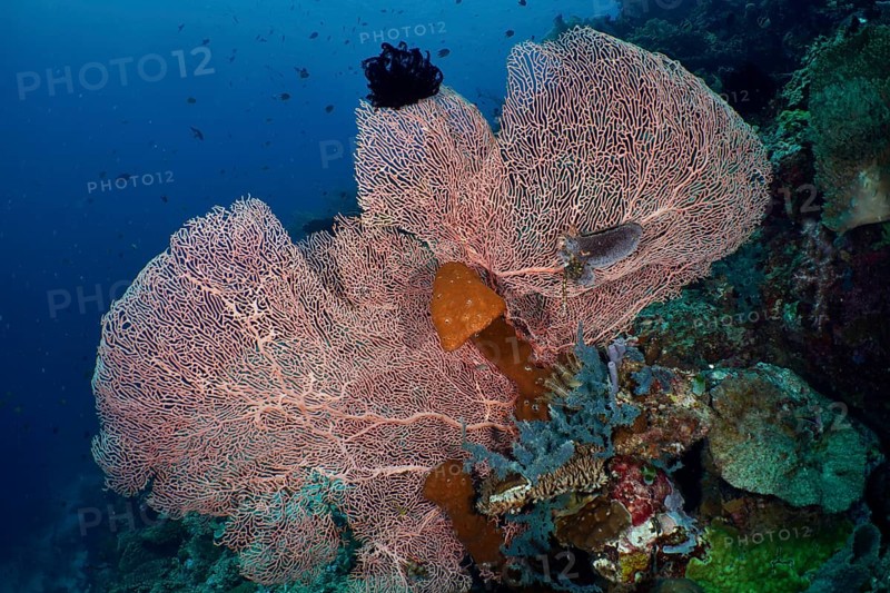 Large giant fan coral (Annella mollis) on a tropical reef in the deep sea, dive site Coral Garden, Menjangan, Bali, Indonesia, Asia