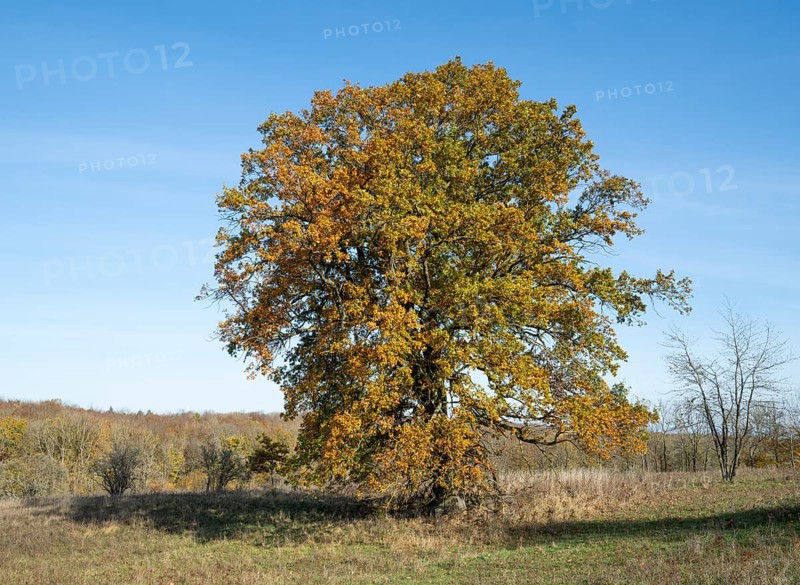 English oak (Quercus robur), solitary tree in a meadow, in autumn with yellow discoloured leaves, blue sky, Thuringia, Germany, Europe