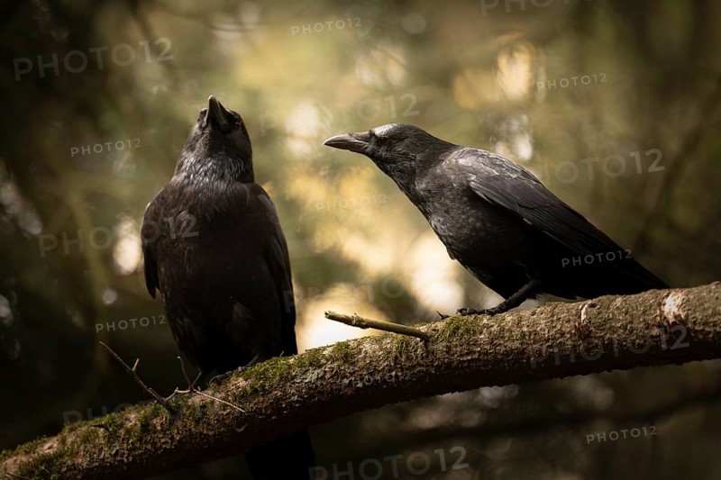 Raven crows (Corvus corone), two, sitting next to each other on a thick mossy branch, one looking curiously upwards into the air, in the background incidence of light through sun and blurred fir branches, Dortmund, North Rhine-Westphalia, Germany, Europe