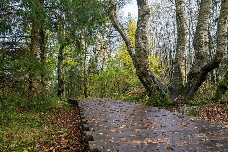 Boardwalk through bog birch forest (Betula pubescens), Schwarzes Moor, near Fladungen, Bavarian Rhön Biosphere Reserve, Bavaria