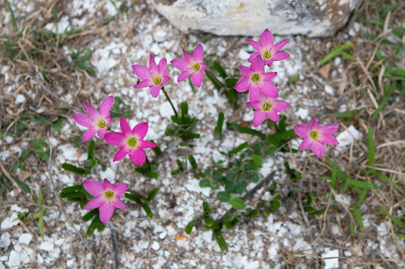 Pink rain lily (Zephyranthes rosea) or Cuban zephyr lily or pink fairy lily, Dondra, Southern Province, Sri Lanka, Asia
