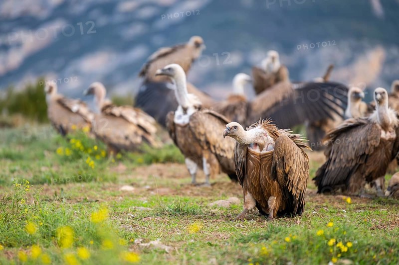 Gathering of griffon vultures (Gyps fulvus) at a flowering meadow in autumn, Pyrenees, Catalonia, Spain, Europe