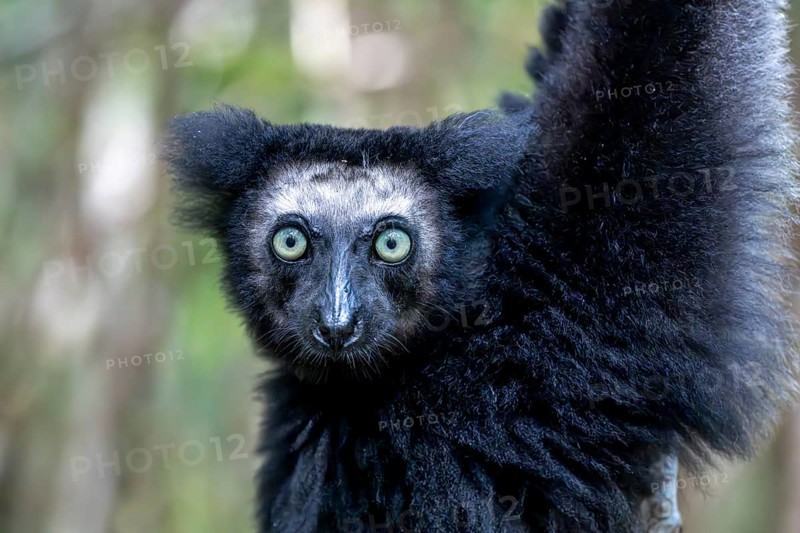 Indri (Indri indri), Le Palmarium Reserve, Ambinaninony, Atsinanana, Madagascar, Africa