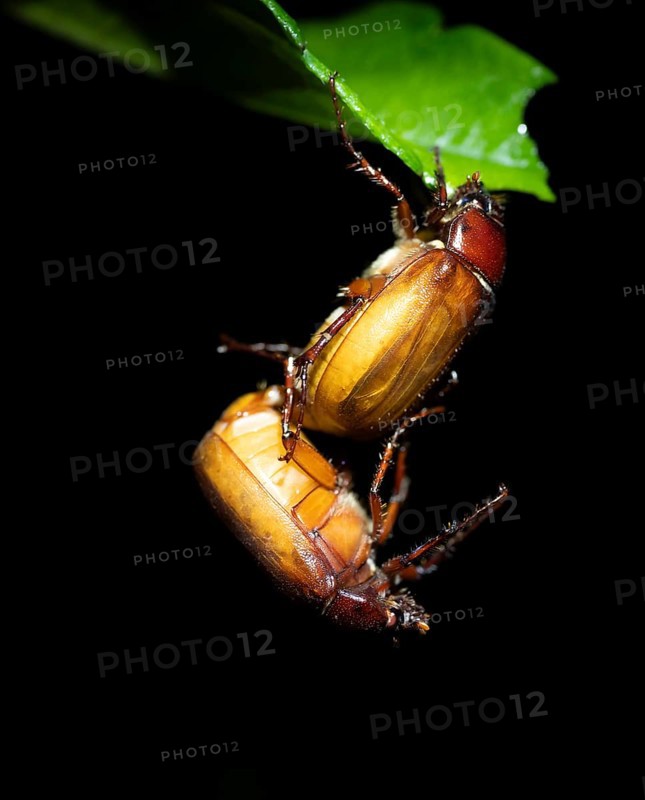 Leaf horned beetle (Scarabaeidae), two beetles mating, tropical rainforest at night, Heredia province, Costa Rica, Central America