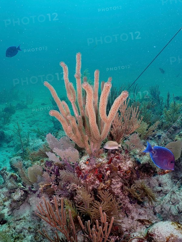 Diverse coral formations, including porous horn coral (Pseudoplexaura porosa) with open polyps in a lively underwater world, dive site John Pennekamp Coral Reef State Park, Key Largo, Florida Keys, Florida, USA, North America