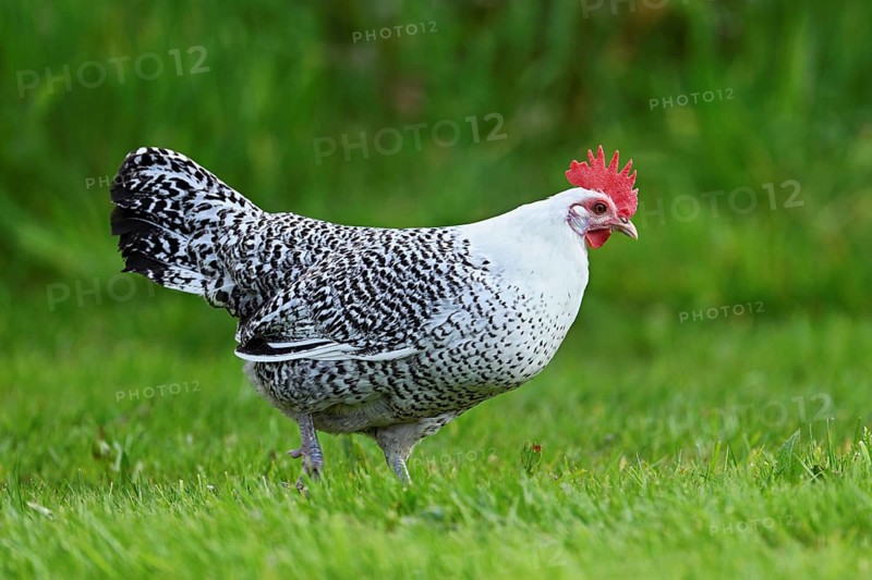 East Frisian Gull standing in a meadow, chicken breed with good utilisation characteristics, Texel, North Holland, Netherlands