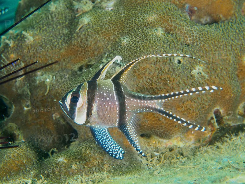 A Banggai cardinalfish (Pterapogon kauderni) with long fins swimming near a coral reef, dive site Secret Bay, Gilimanuk, Bali, Indonesia, Asia