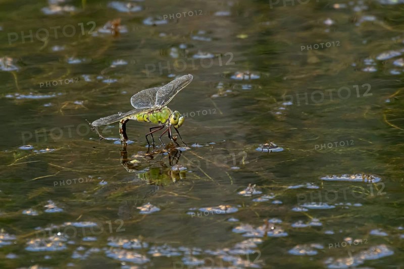 Emperor dragonfly (Anax imperator) adult female insect laying eggs in a pond in the summer, England, United Kingdom, Europe