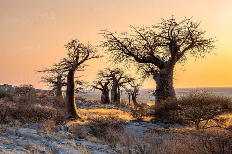 African baobab or baobab tree (Adansonia digitata), several trees at sunrise, Kubu Island (Lekubu), Sowa Pan, Makgadikgadi salt pans, Botswana, Africa
