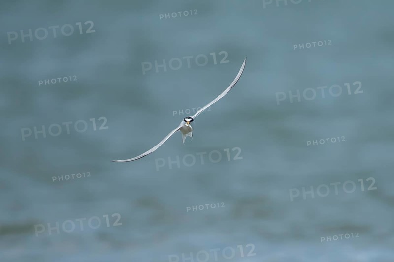 Little tern (Sternula albifrons) adult bird in flight with a fish in its beak, Suffolk, England, United Kingdom, Europe
