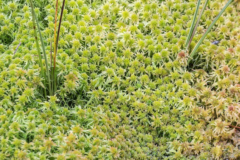 Marsh peat moss (Sphagnum palustre), Province of Drenthe, Netherlands