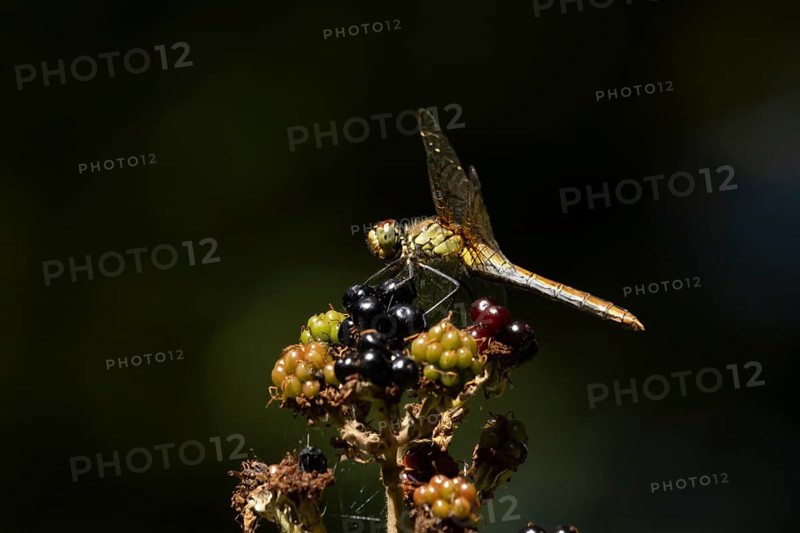 Common darter dragonfly (Sympetrum striolatum) adult female insect on a blackberry fruit in the summer, England, United Kingdom, Europe