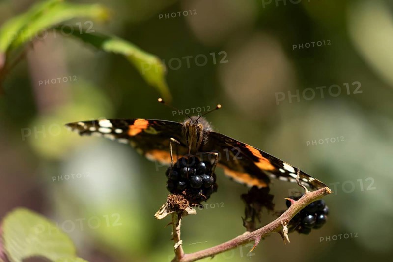 Red admiral butterfly (Vanessa atalanta) adult insect feeding on a blackberry fruit in the summer, England, United Kingdom, Europe