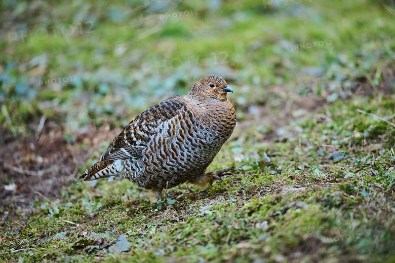 Eurasian black grouse (Lyrurus tetrix) female (hen) standing on the ground at the edge of a foest, Bavaria, Germany, Europe