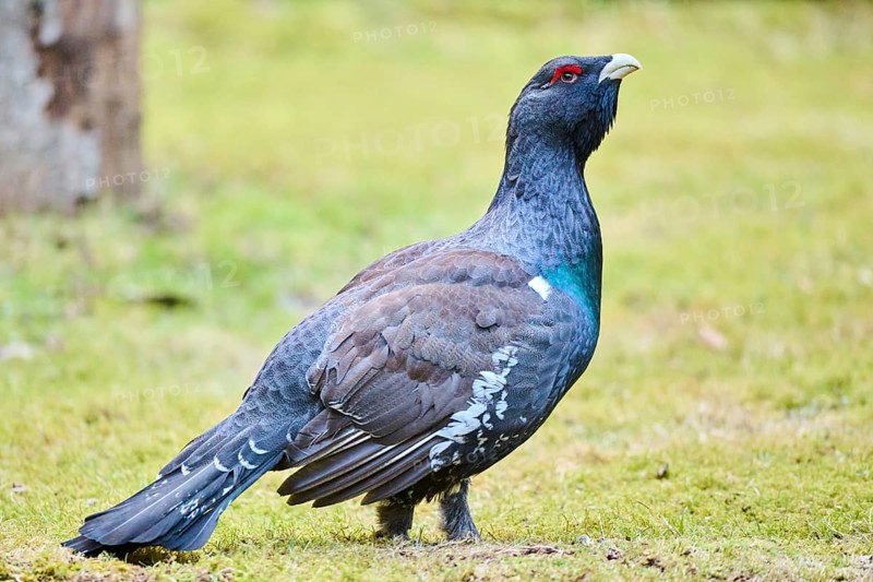 Western capercaillie (Tetrao urogallus) male (cock) standing on the ground at the edge of a foest, Bavaria, Germany, Europe