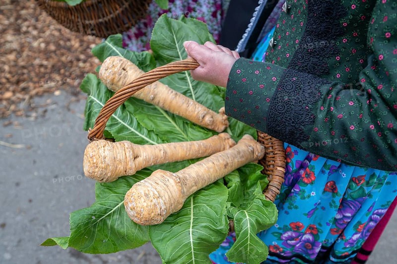 Horseradish (Armoracia rusticana) in a basket, held by a farmer's wife in traditional Franconian traditional costume, Franconia, Bavaria, Germany, Europe