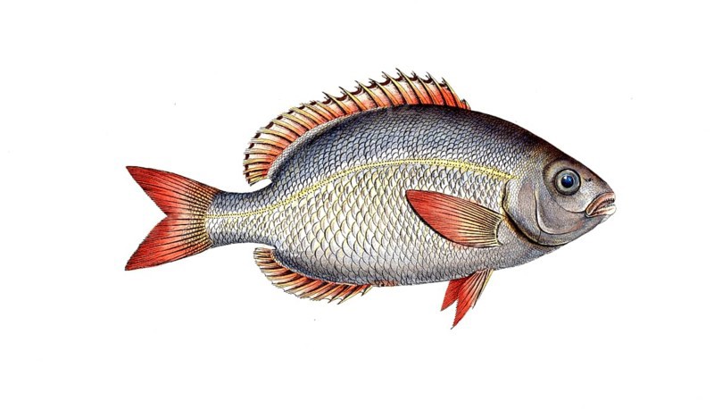 Fish, Fish, Sea bream family, Sparus brama, Brama brama, Atlantic pomfret, Ray's bream, Historical, digitally restored reproduction from a 19th century original, Record date not stated
