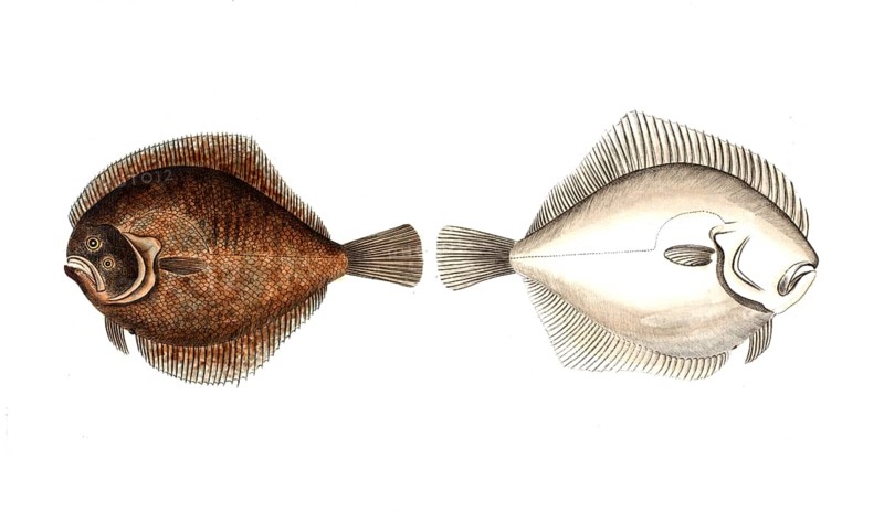 Fish, Pisces, Pleuronectus rhombus, Scophthalmus rhombus, Brill, Historical, digitally restored reproduction from a 19th century original, Record date not stated