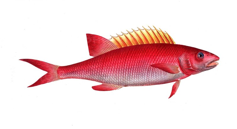 Fish, Fishes, Wrasse family, Bodianus pentacanthus, the Jaguar, Historical, digitally restored reproduction from a 19th century original, Record date not stated