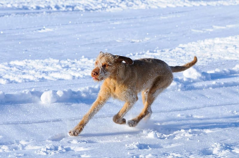 Dog running at full speed over snow-covered ground, expression of freedom, Drahthaarvizsla or Hungarian Pointing Dog, Austria, Europe