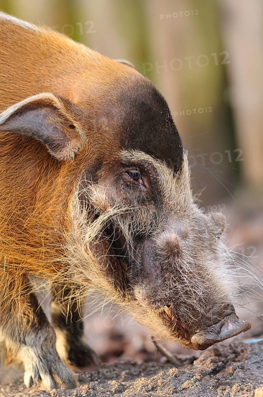 Close-up of a curious pig with distinctive bristly hair, brush-eared pig (Potamochoerus porcus), captive