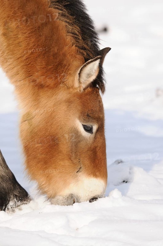 Przewalski's horse eating in the snow, appears calm and peaceful, Przewalski's horse (Equus ferus przewalskii), Bavarian Forest National Park